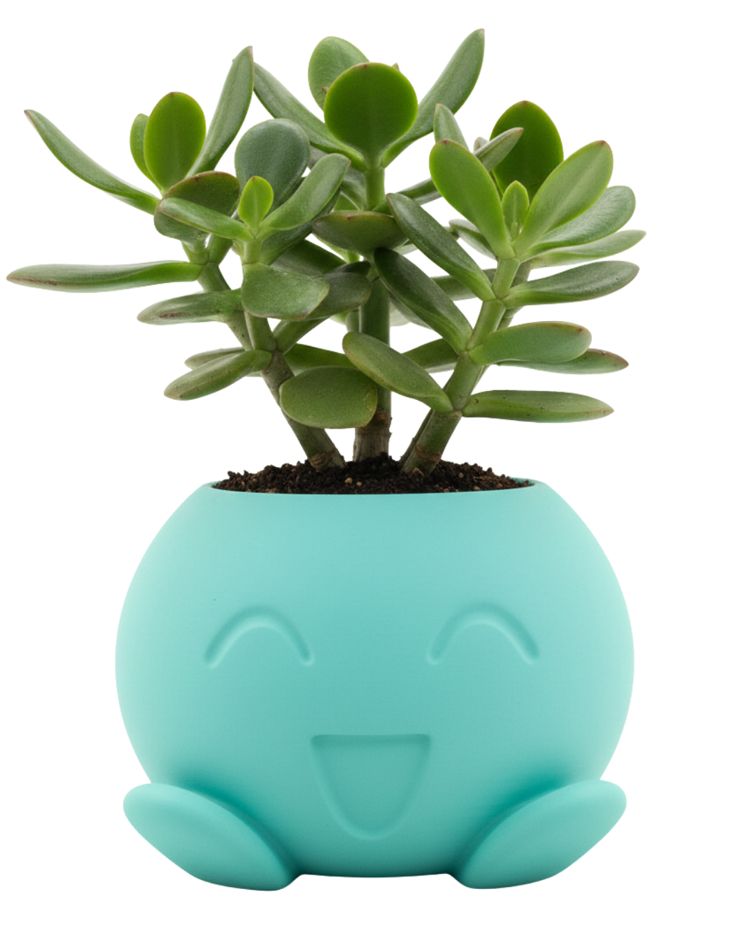Cupit Planter