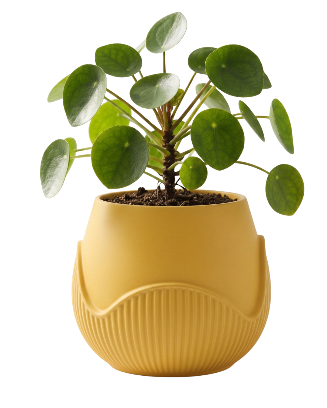 Swirl Planter